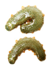 sea cucumber as a delicious sea food in Asian countries on white background