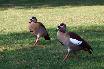 A couple of Egyptian geese (Alopochen aegyptiaca) on the grass in a park.