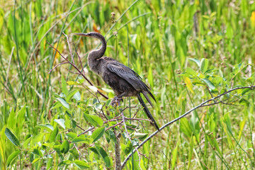 bird perched in a tree in the marsh of Florida