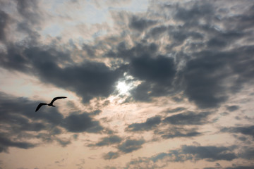 Bird flying - Galápagos Islands