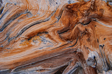 Whitebark Pine log.