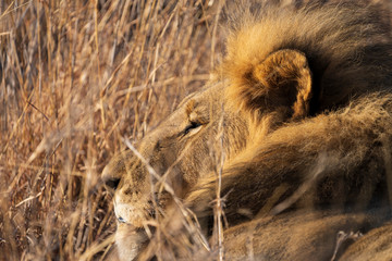 resting lion male at sunset in South Africa