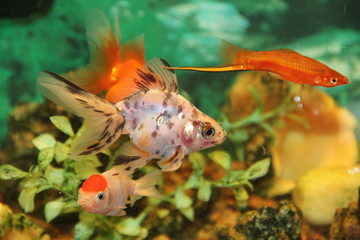 fish in aquarium