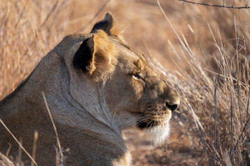 portrait of lion in South Africa Madikwe