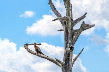 Fototapeta na wymiar bird perched in a tree in the marsh of Florida