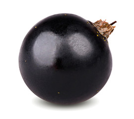 Single black currant berry isolated on white background. One black currant with clipping path