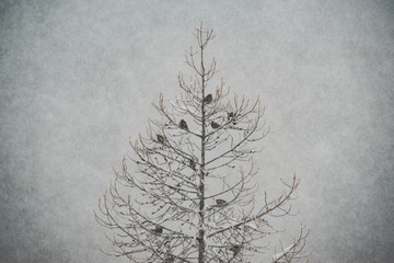 birds on a snowy tree 