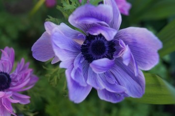 Obraz premium bee on a flower