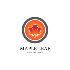 Maple leaf vector illustration