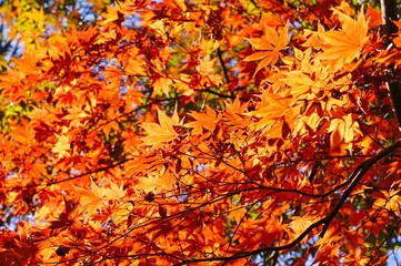 Red foliage of a Japanese Maple tree in the fall