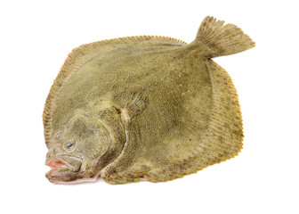 Fototapeta premium Fresh ray fish isolated on white background