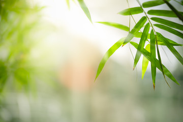 Bamboo leaves, Green leaf on blurred greenery background. Beautiful leaf texture in sunlight. Natural background. close-up of macro with free space for text. - obrazy, fototapety, plakaty