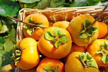 Basket of freshly picked  orange persimmon kaki fruits