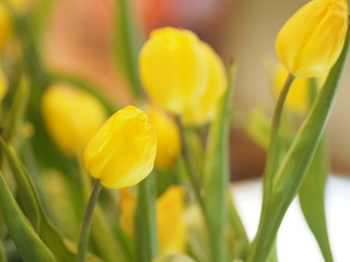 Yellow tulip flower booming beautiful in nature blurred of background