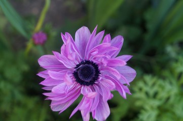 bee on flower