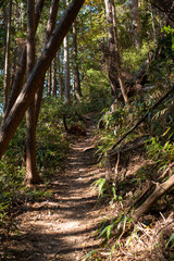 高野山 秋の紅葉 女人道巡り 
