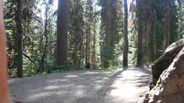 Path way/natural trekking way in middle of pine tree forest on the mountain in National Park,Alberta,Canada- Natural landscape view in canada in 4K/ Two trekking men trekking in the pine tree forest
