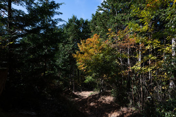 高野山 秋の紅葉 女人道巡り 