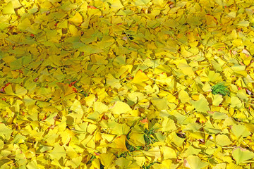 Yellow and green fan-shaped leaves of the ginkgo biloba tree in autumn