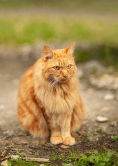 A sullen large, fluffy, ginger cat sits on a path in the garden. blurred background