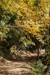高野山 秋の紅葉 女人道巡り 