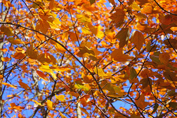Colorful golden and red foliage of a maple tree in autumn