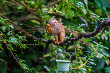 Squirrel monkey on a tree branch
