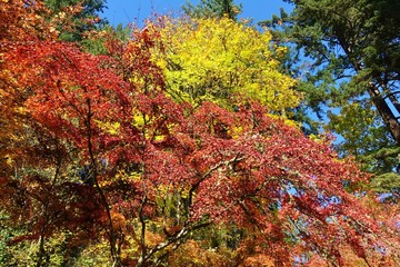 Autumn view of the landmark Portland Japanese Garden in Portland, Oregon