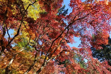 Autumn view of the landmark Portland Japanese Garden in Portland, Oregon