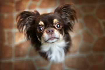 adorable chihuahua dog looking up 