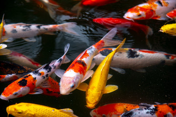 fish CARP fancy / koi in pond, japanese National animal