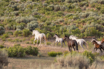 Wild Horses Running in the Sand Wash Basin Colorado in Summer