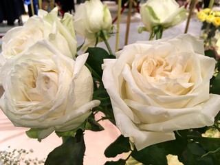 White Rose and many flowers 