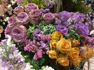 Dark purple rose and bright purple rose flower 