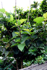 green leaves of a tree