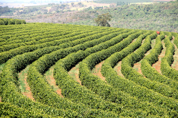 Brazilian coffee plantation, culture or streets