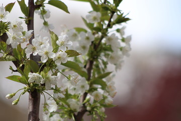 plant