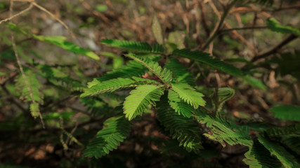 Indonesia shy princes flower in the forest