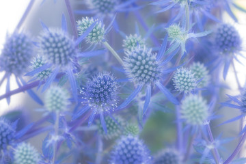 可愛い紫の花　エリンジウム