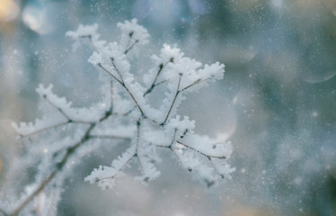 Branches under snow in hoarfrost, winter blurred natural background with bokeh, copy space