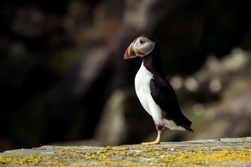 Obraz premium Puffin on Skellig Michael