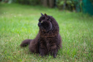 Chat
