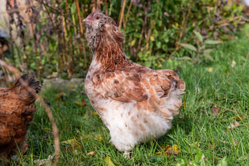 Poule