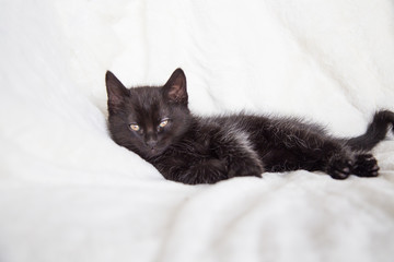 Chaton noir