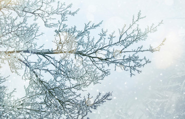 Branches under snow in hoarfrost, winter blurred natural background with bokeh, copy space