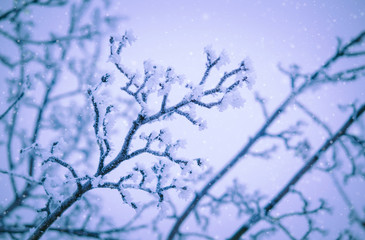 Branches under snow in hoarfrost, winter blurred natural background with bokeh, copy space