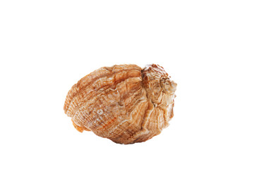Seashell in beige and brown tones. Isolate