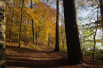 Herbstwald bei Mölln