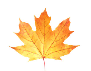Naklejka na ściany i meble Beautiful leaf isolated on white. Autumn season