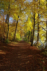 Herbstwald bei Mölln im Hochformat